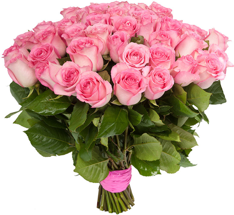 Розы Эквадор розовые